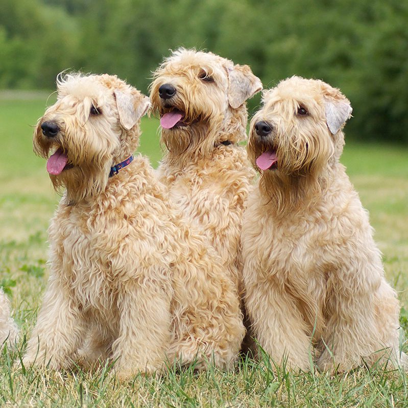 older wheaten terriers for sale