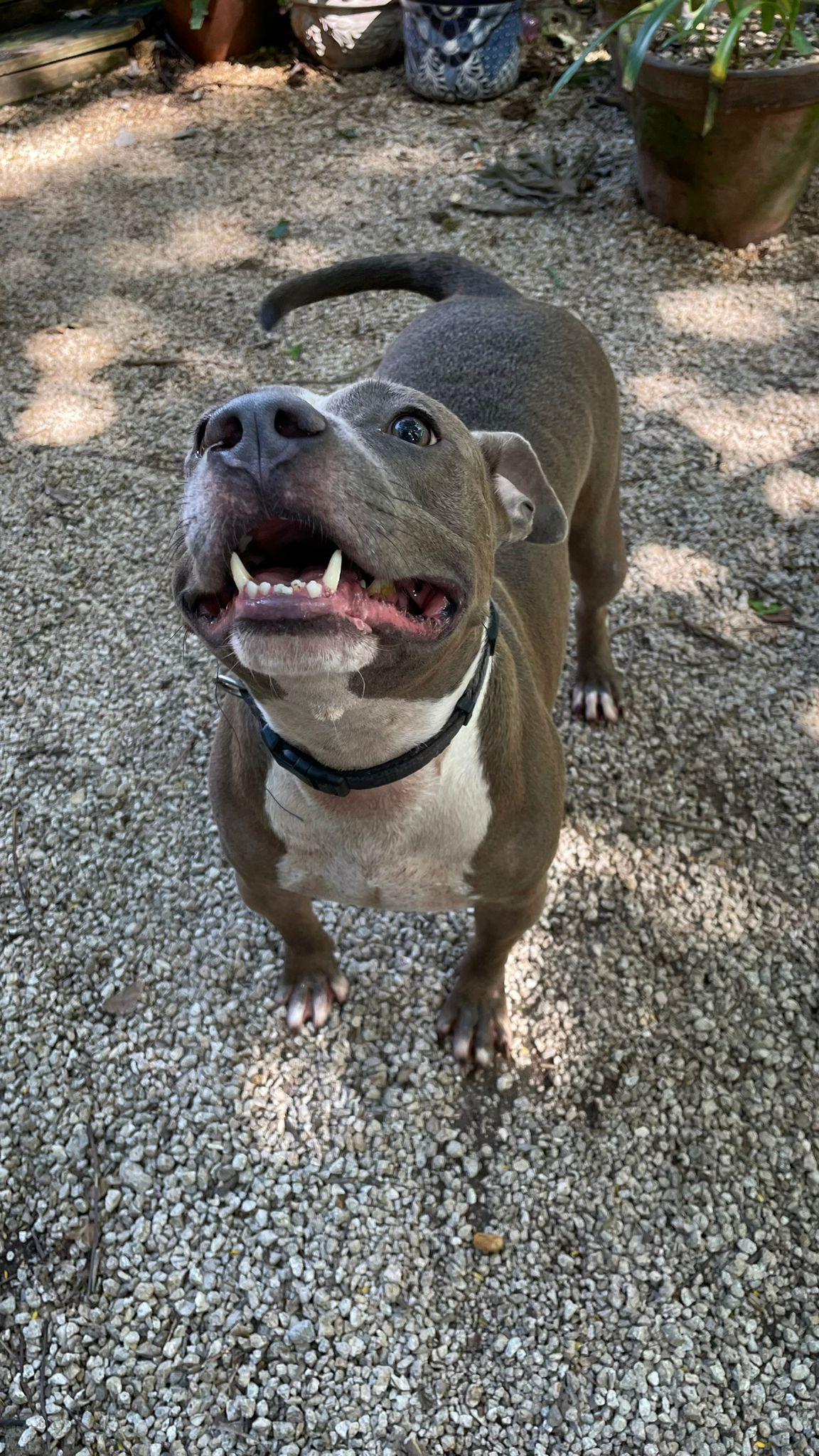 petfinder fort lauderdale