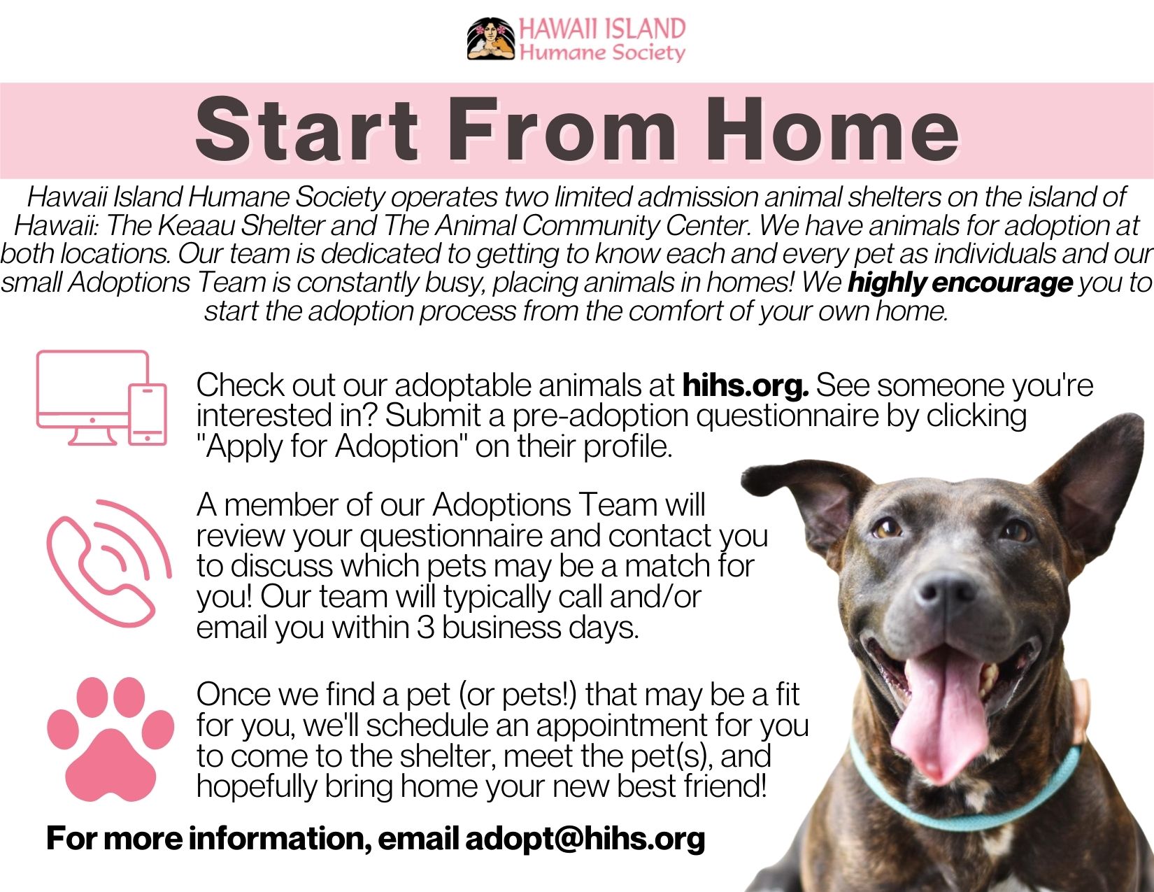 how to adopt animals