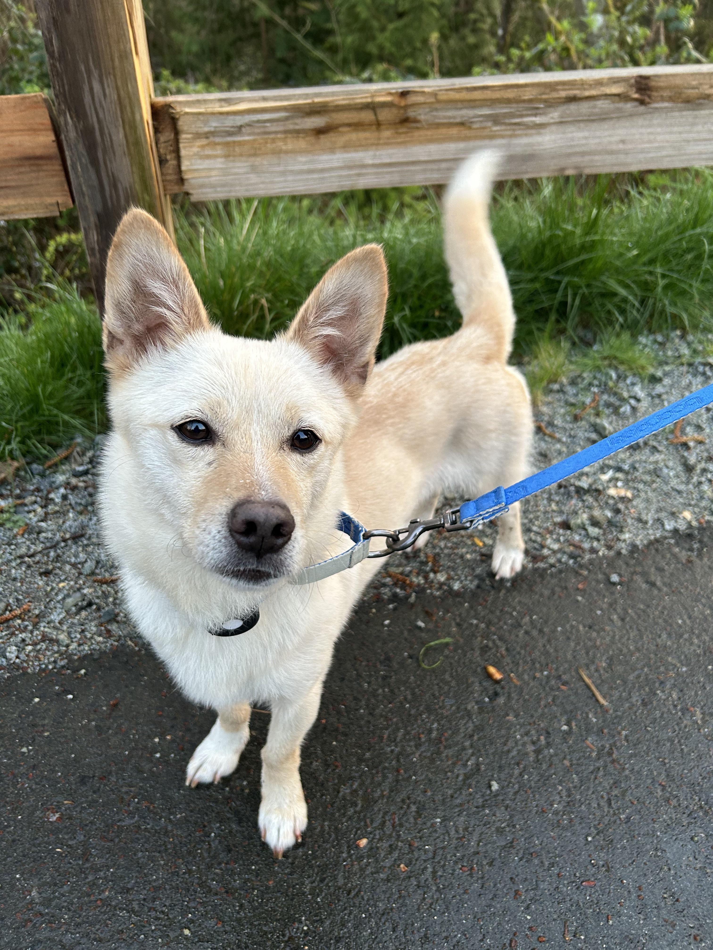jindo corgi mix