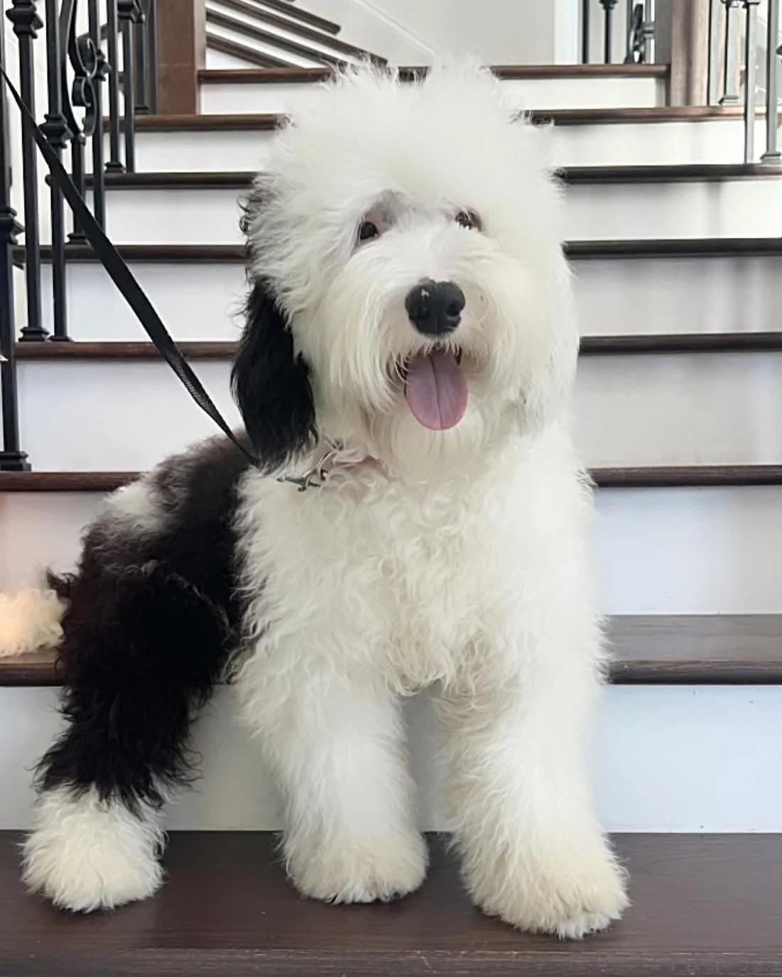 sheepadoodle breeder near me