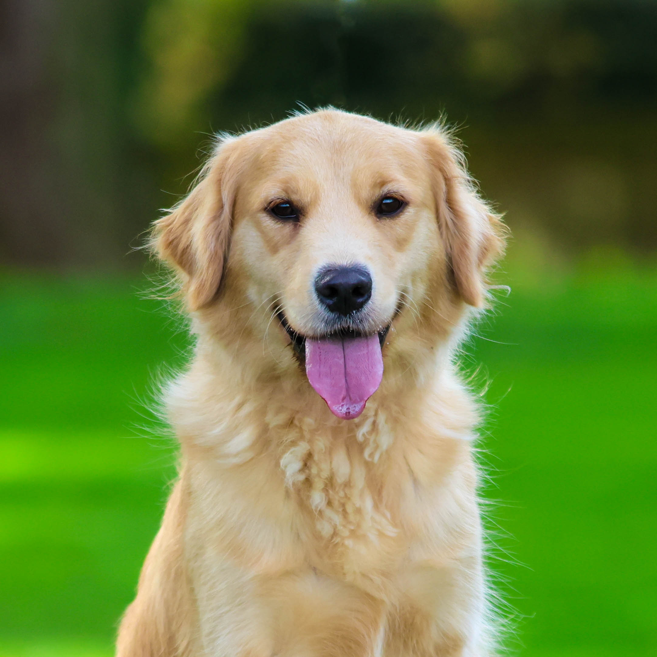 dogs for sale that are real