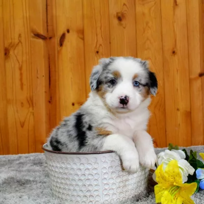 australian shepherd puppy for sale near me