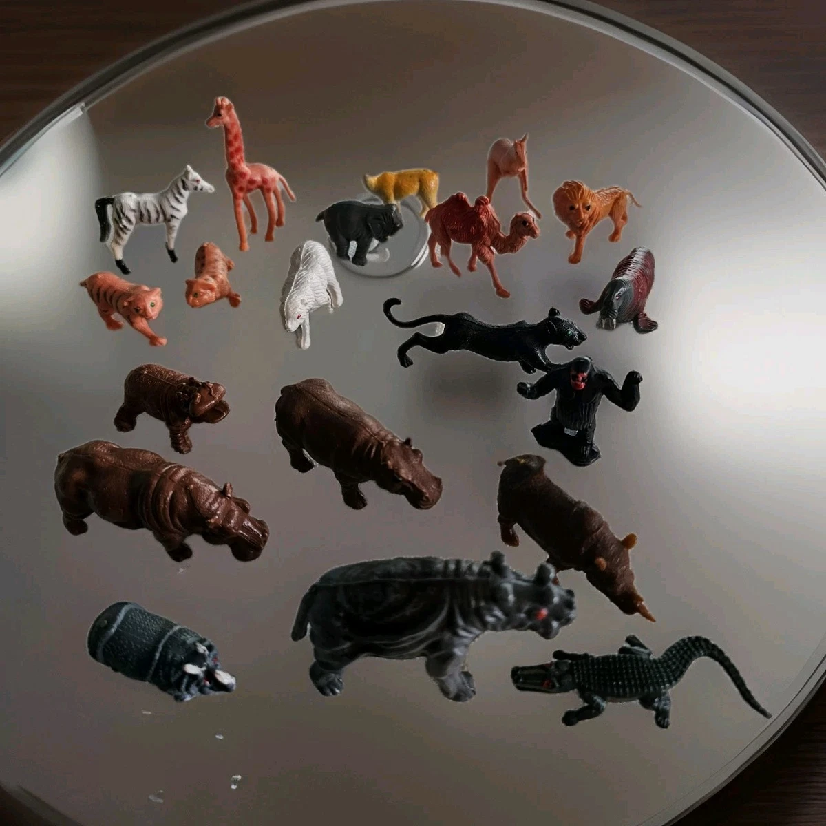 animals for sale on ebay