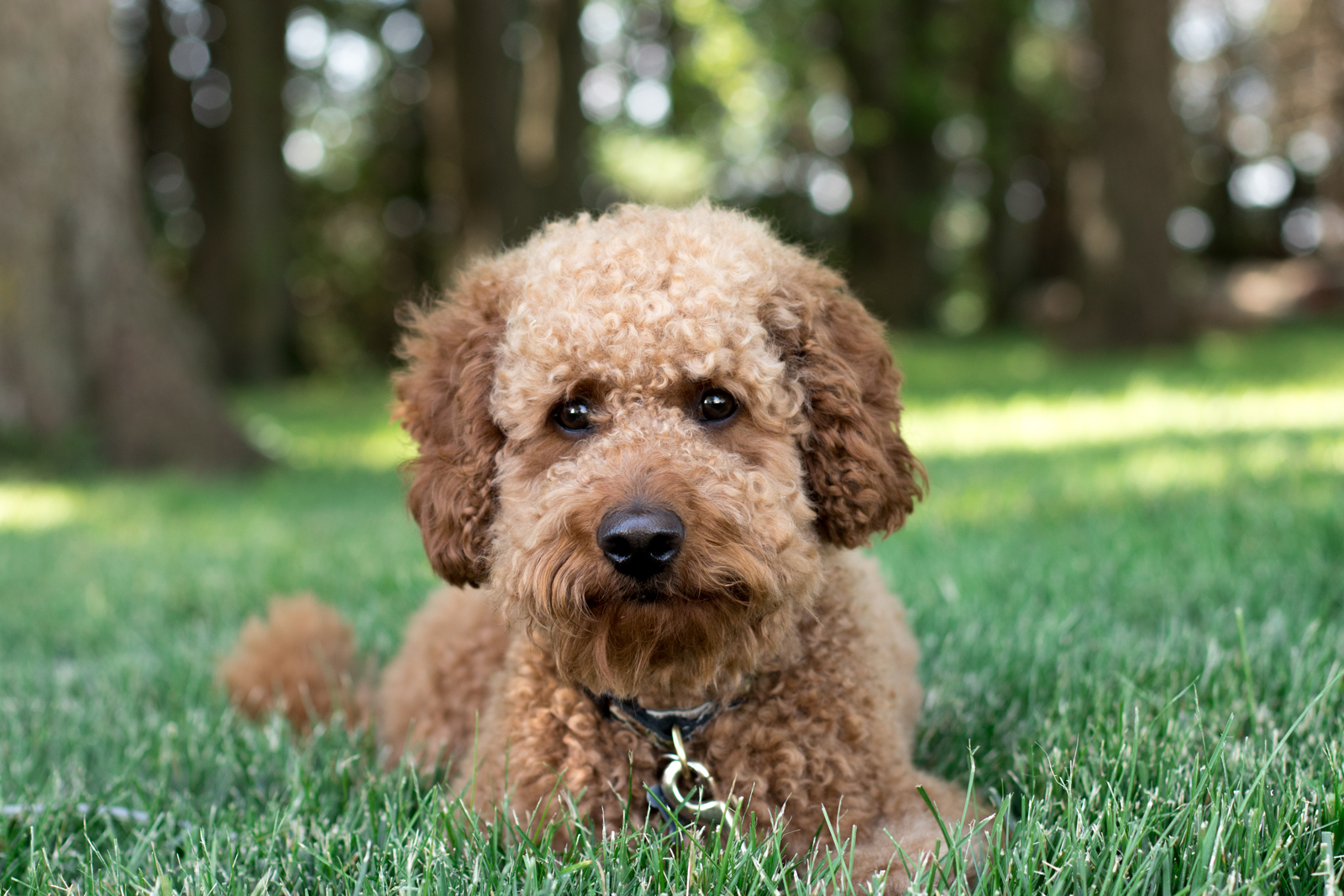 goldendoodle rescue in pa