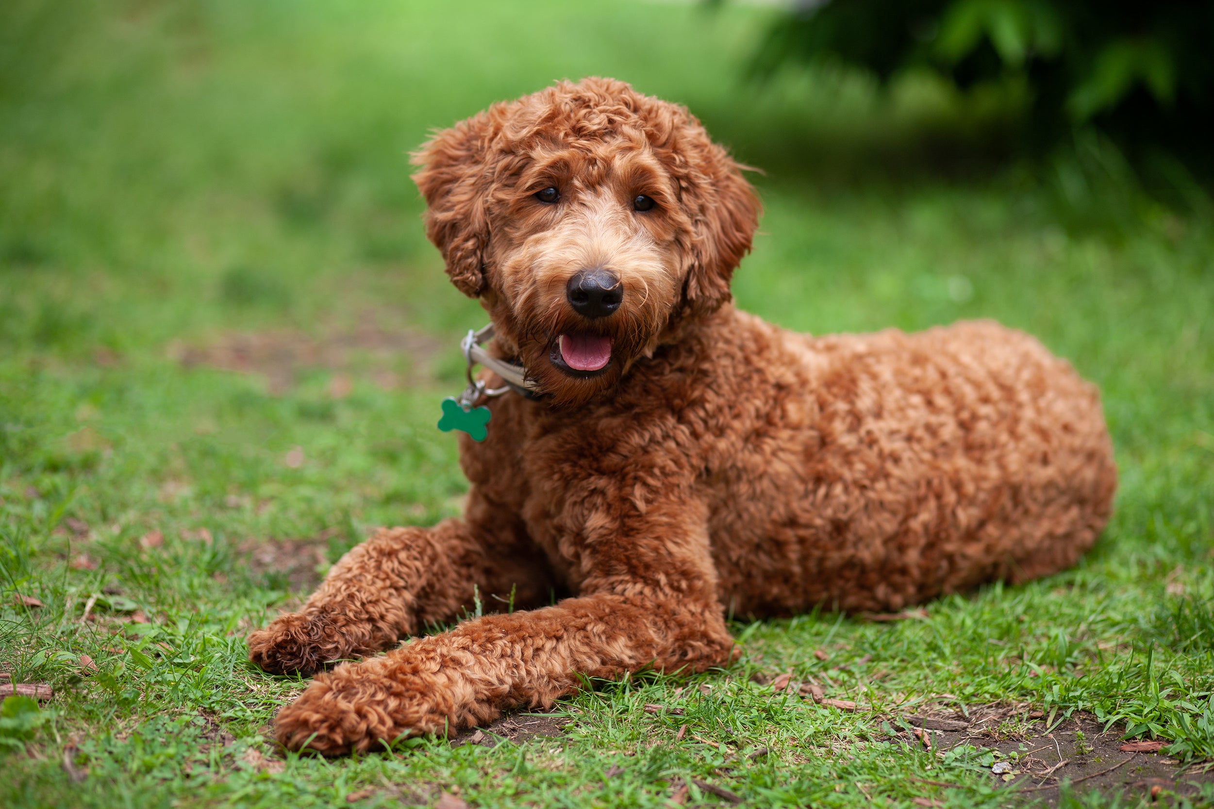 adopt labradoodle