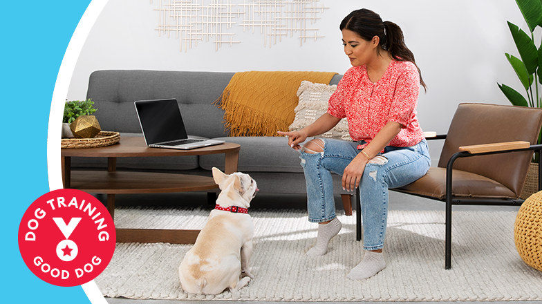 petsmart private dog training