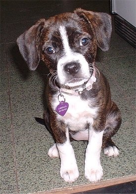 boston terrier beagle mix puppy