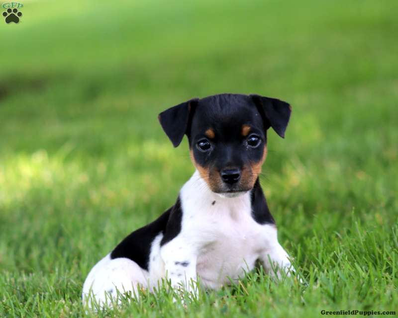 buy terrier puppy