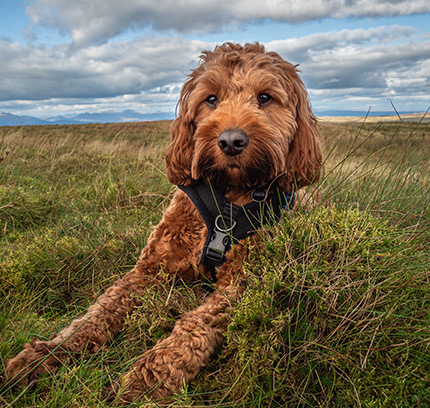 cockapoo puppies for sale in florida