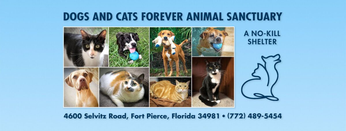 dogs and cats forever photos