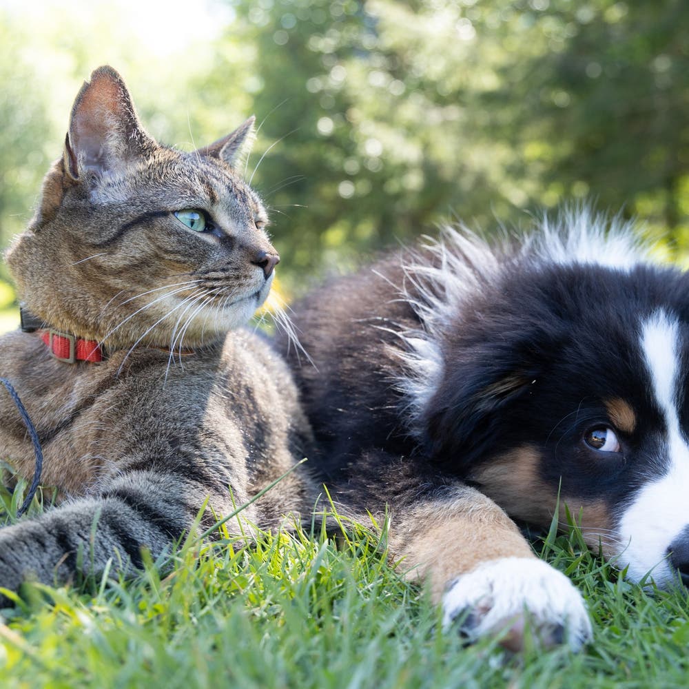 best cat for dogs
