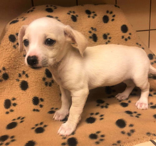 jack russell dachshund mix puppy