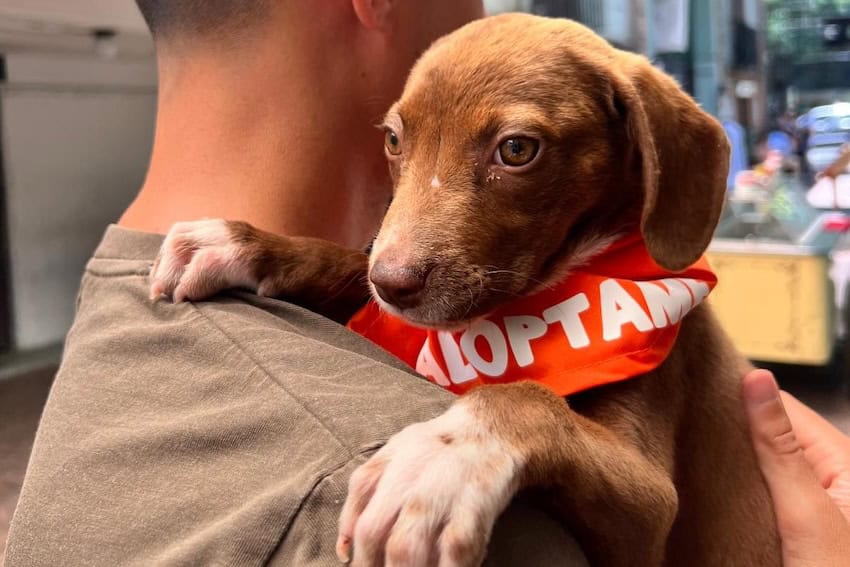 adopt a dog from mexico