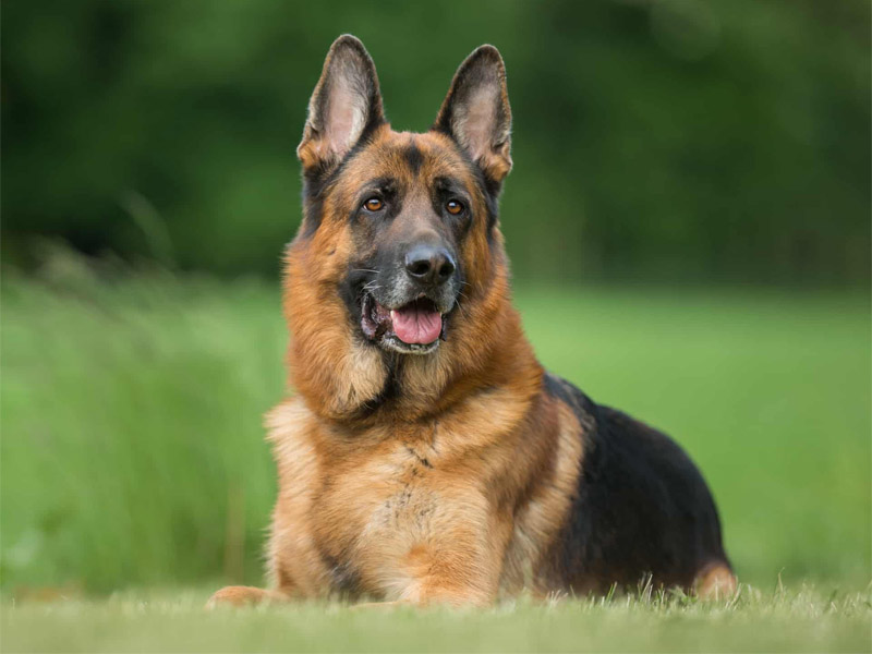 german shepherd dog cost in india