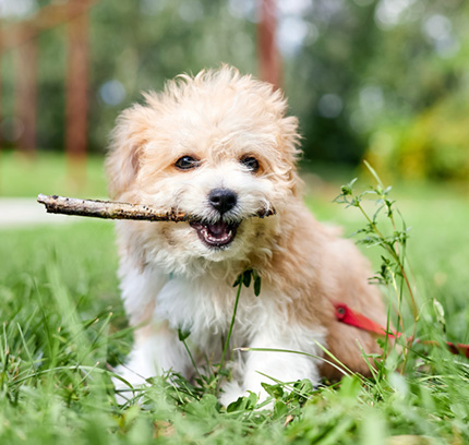 adoptapet com small dogs