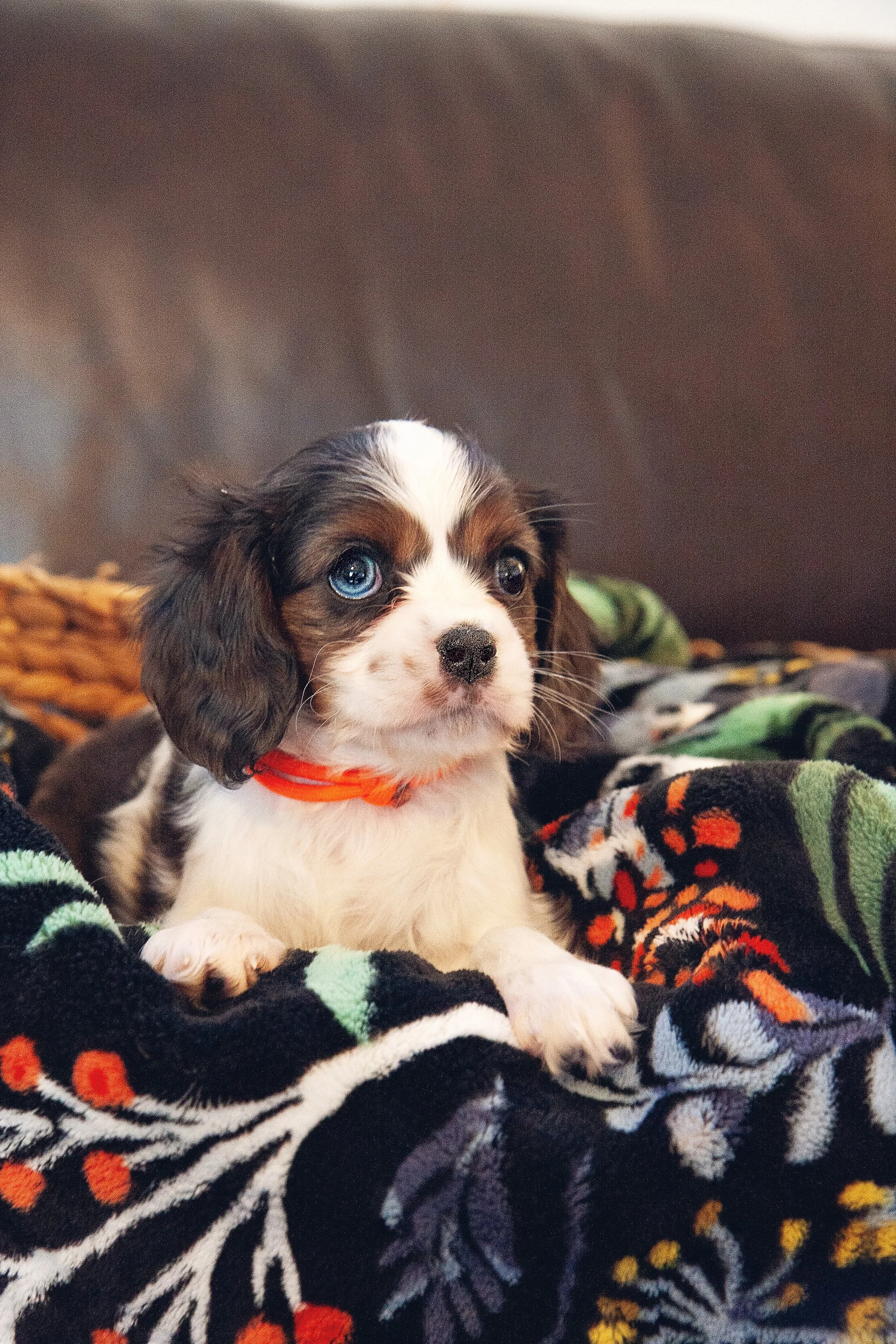 available small dogs for adoption