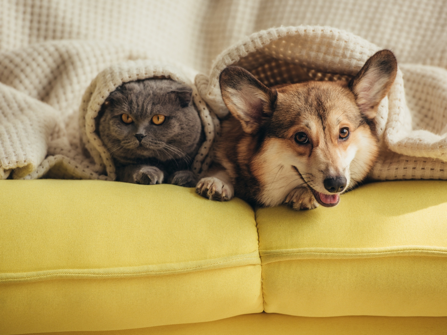 best online shopping for dogs