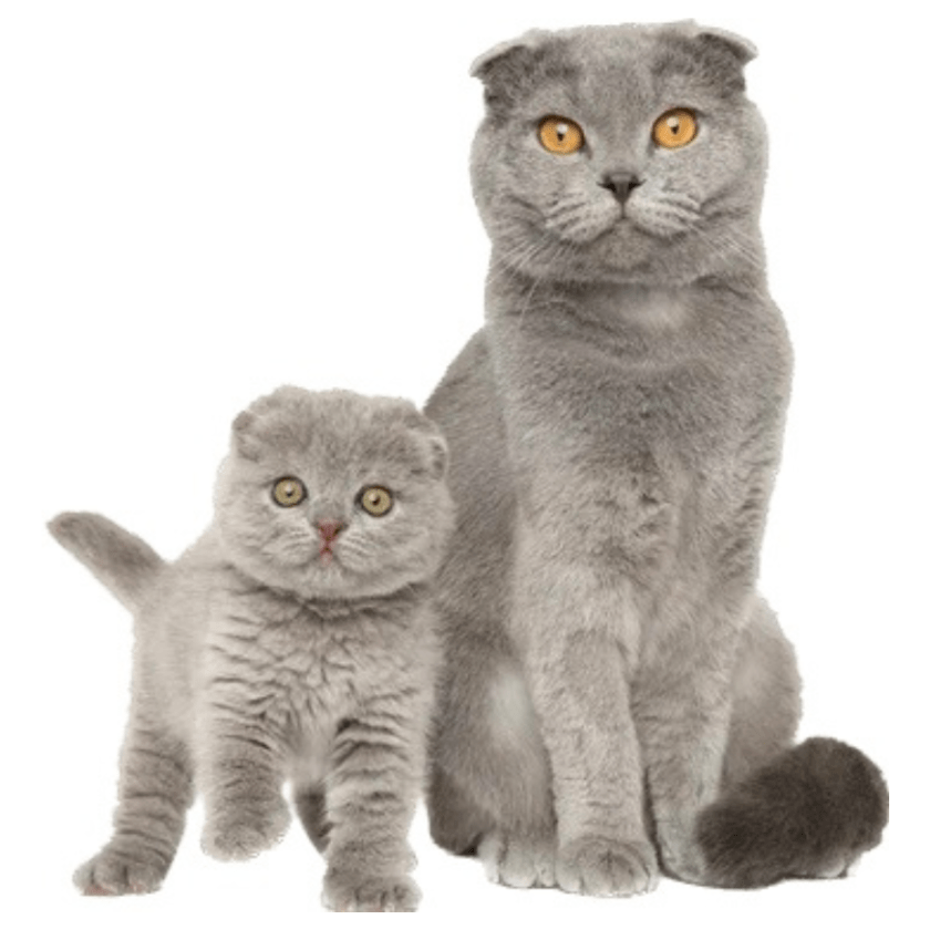 grey kittens for sale