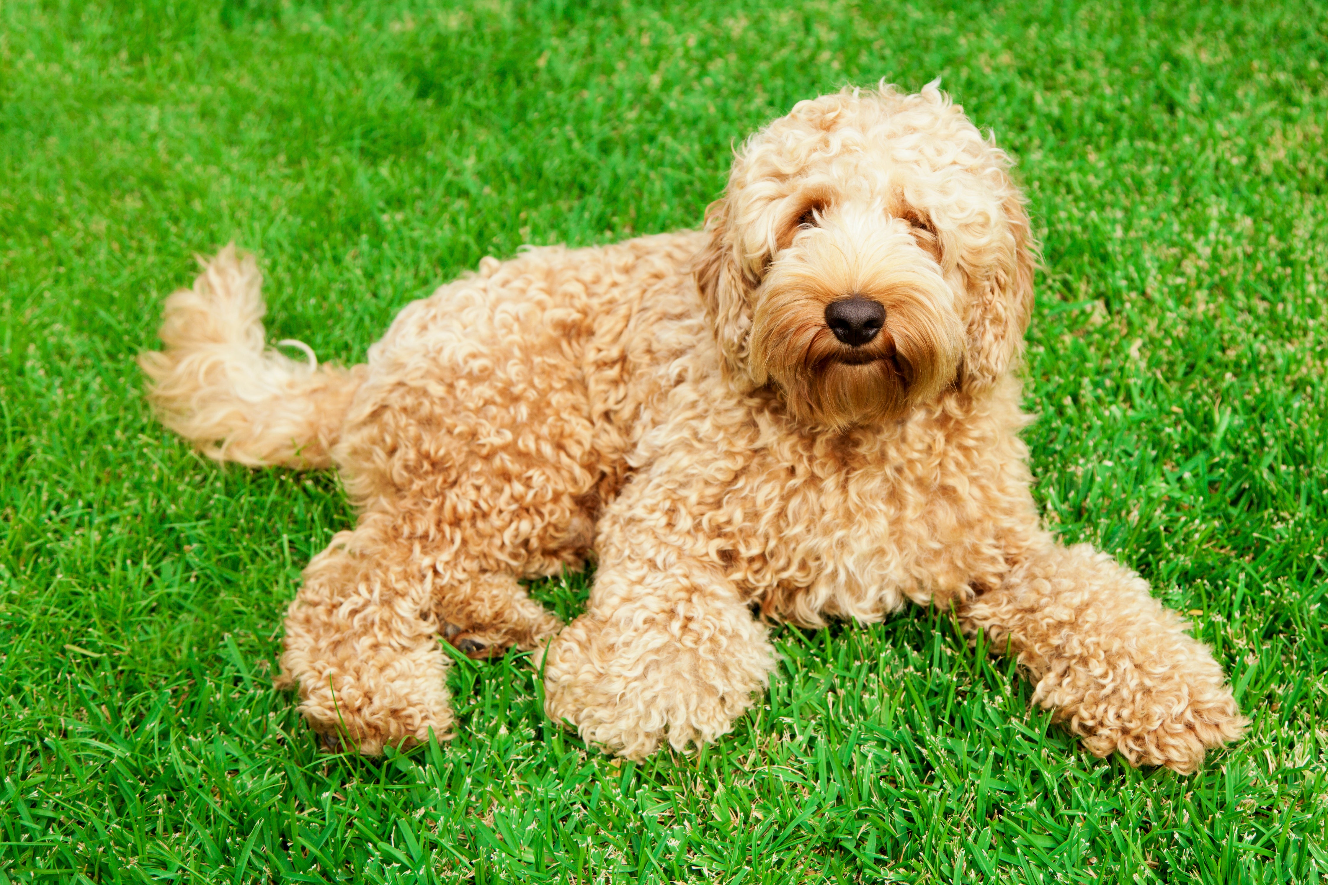 adopt labradoodle