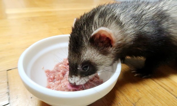 best cat food for ferrets