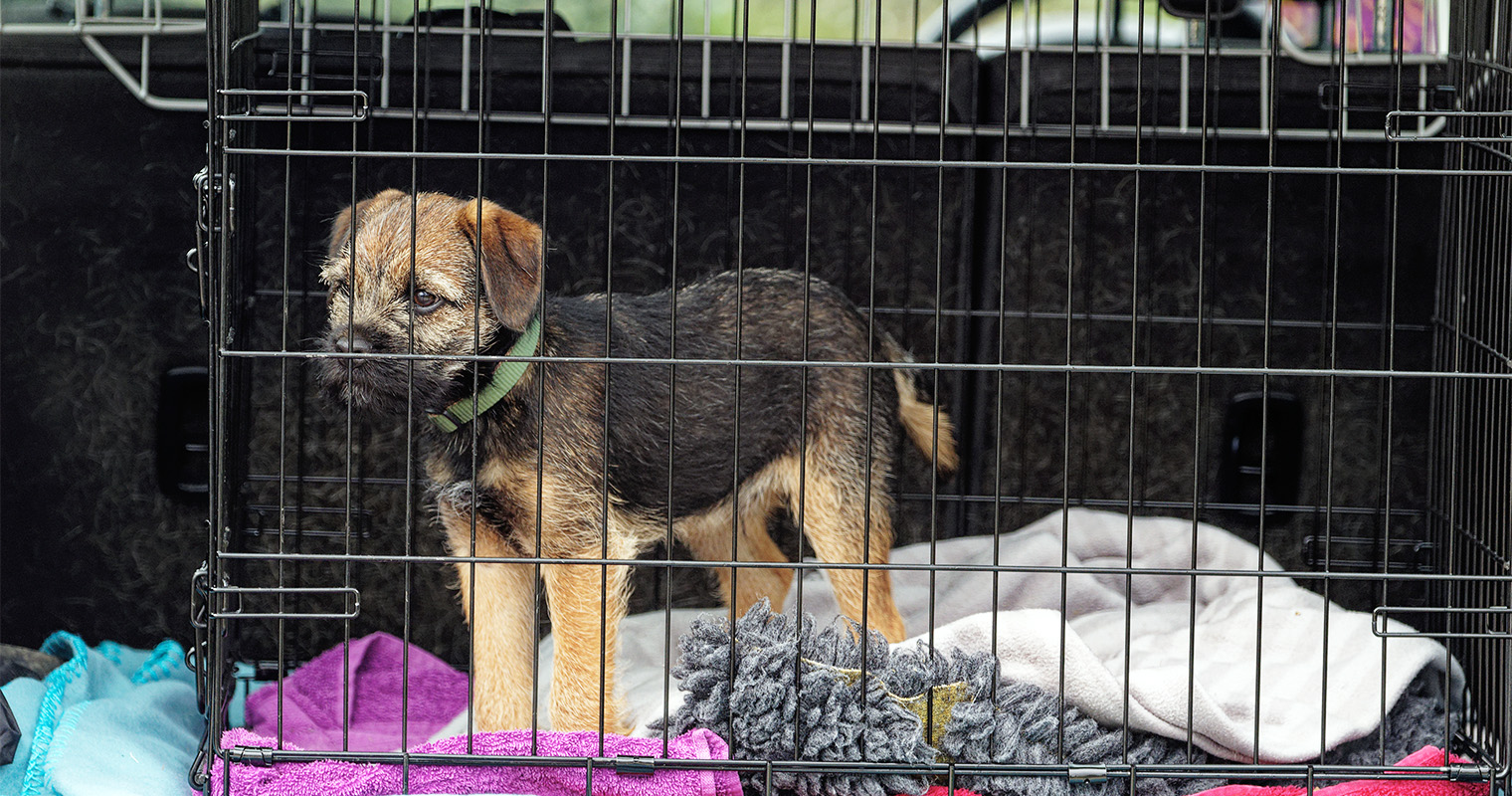 places to drop off a dog