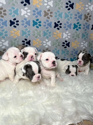 classified dogs for sale