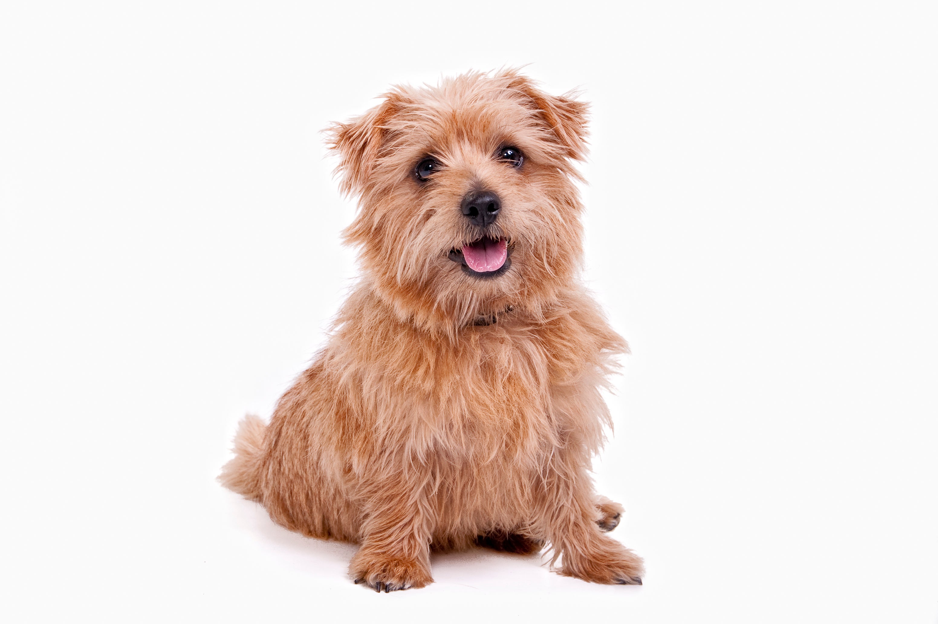 norwich terrier for adoption