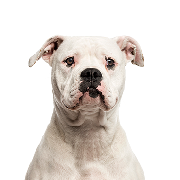 american bulldog breeders in georgia