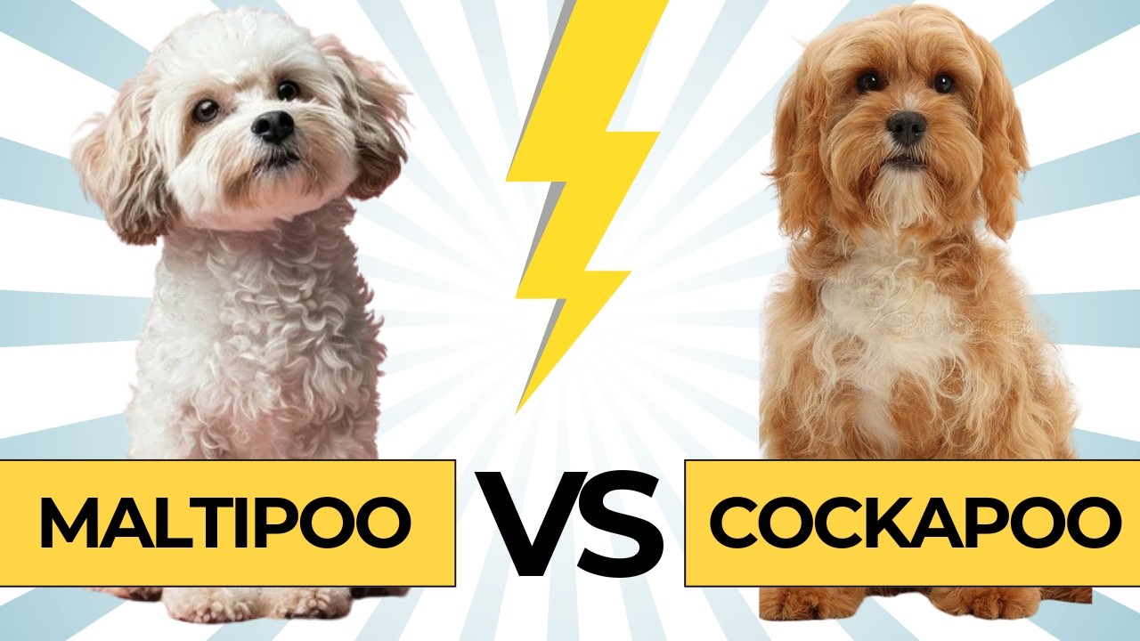 cockapoo vs maltipoo