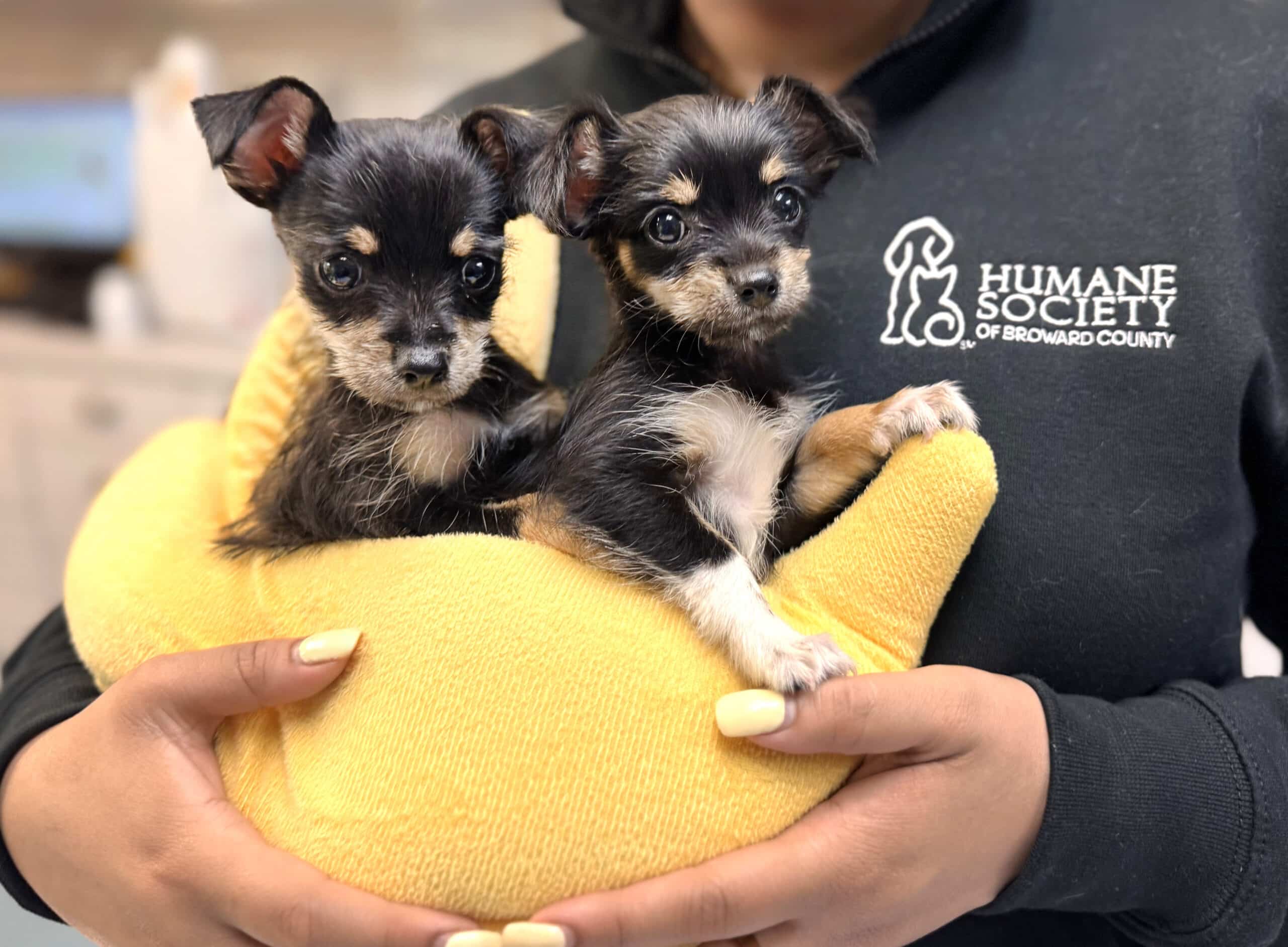 animal rescue nearby