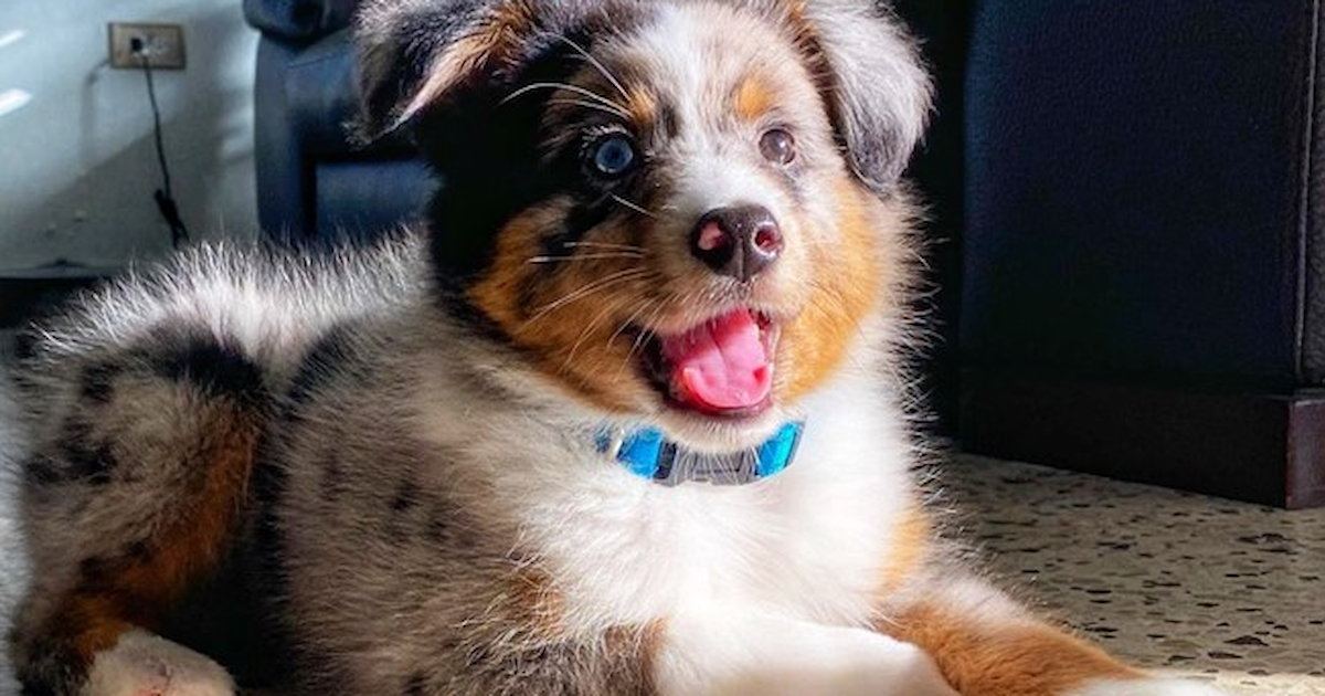 mini aussie puppies washington state