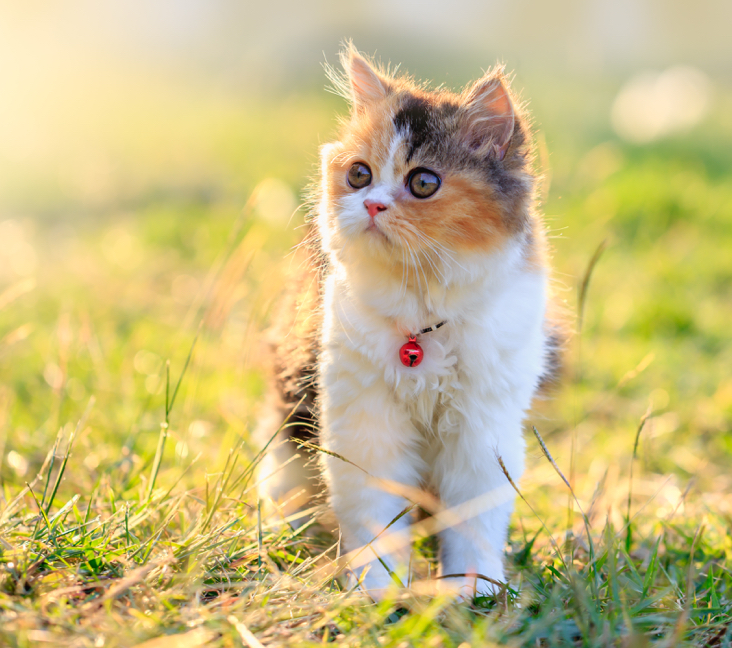 kittens for sale in illinois