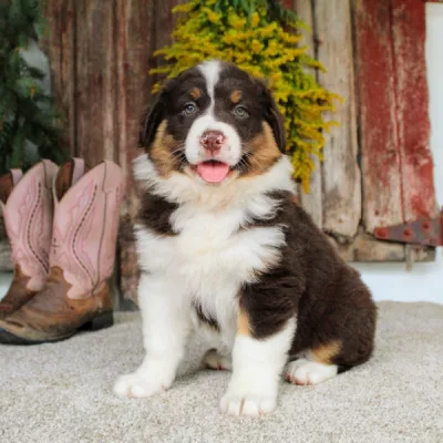 australian shepherd breeders georgia