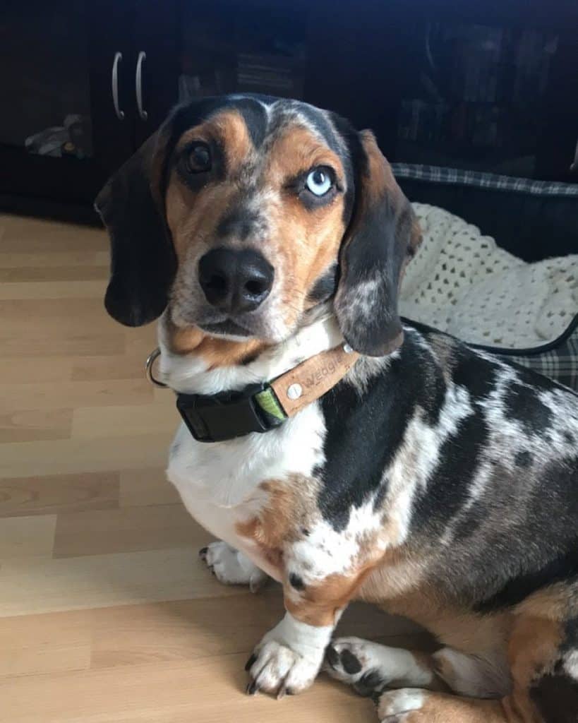 beagle sausage dog cross