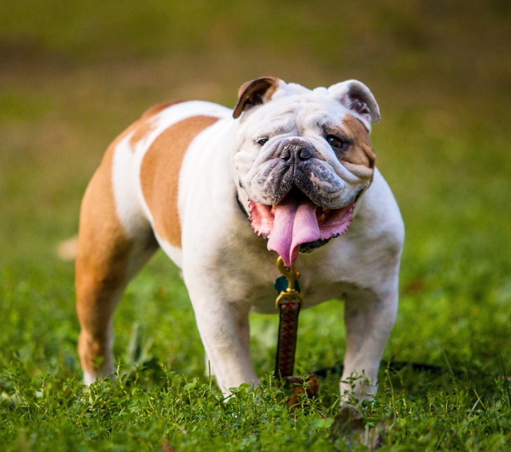 english bulldogs for adoption near me