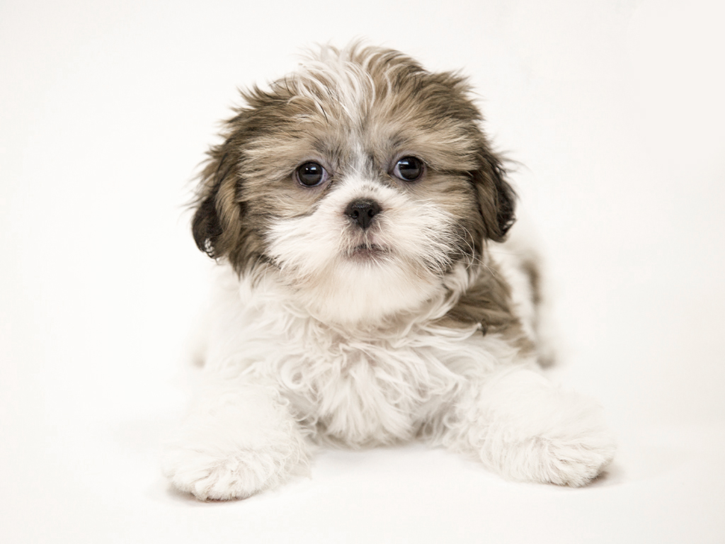 shih tzu breeders in tennessee
