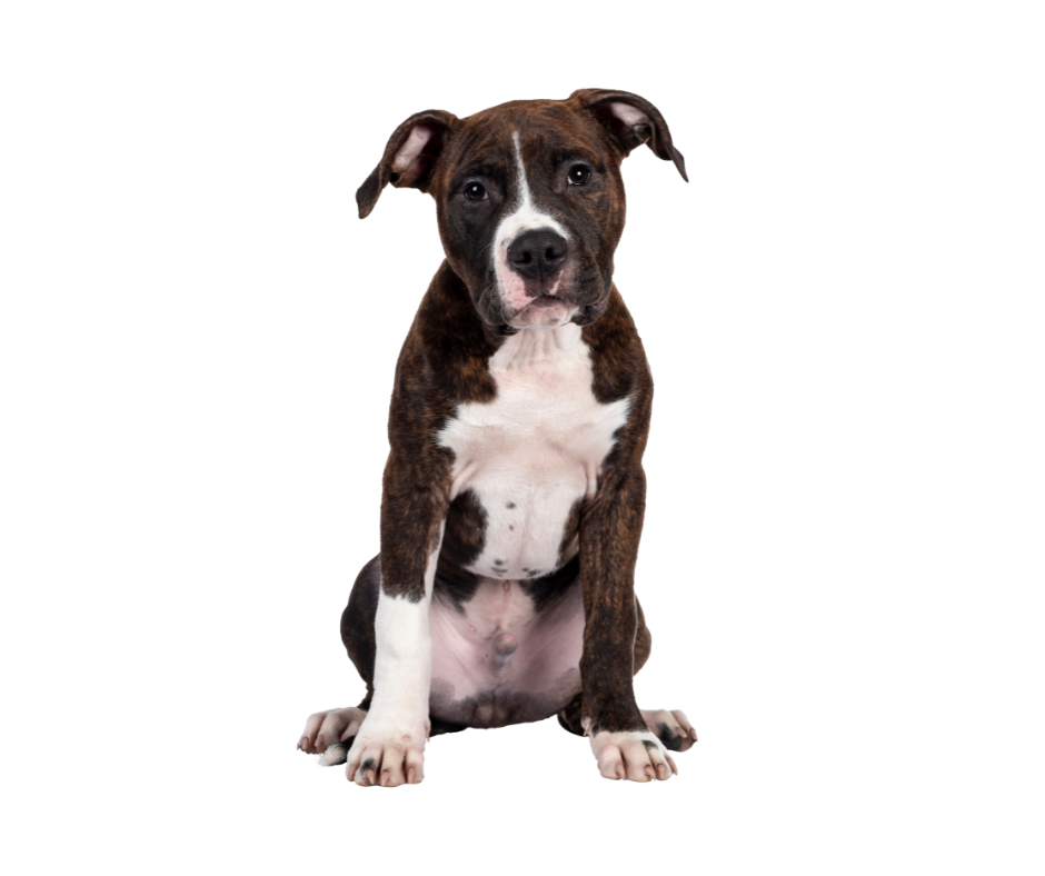 puppy adoption philadelphia