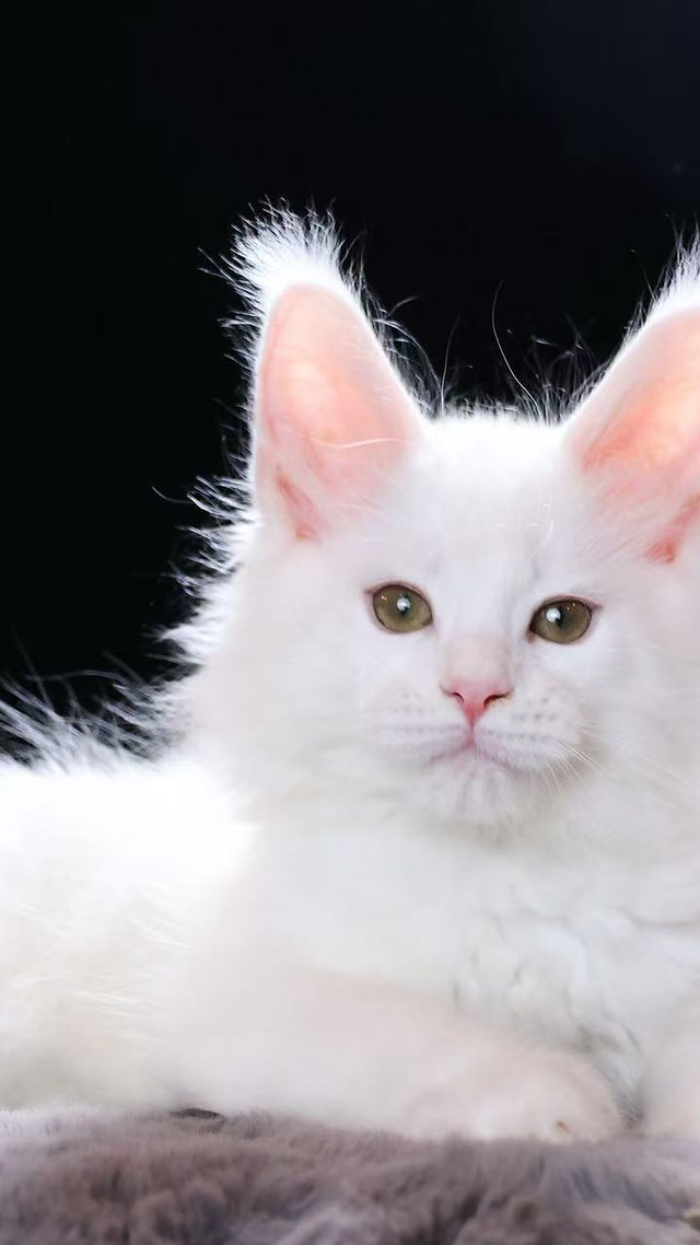 maine coon breeders arizona