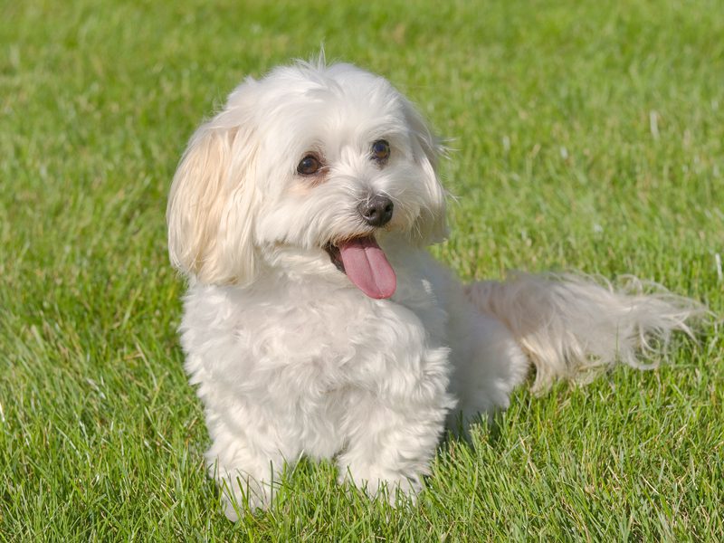 maltipoo puppies az