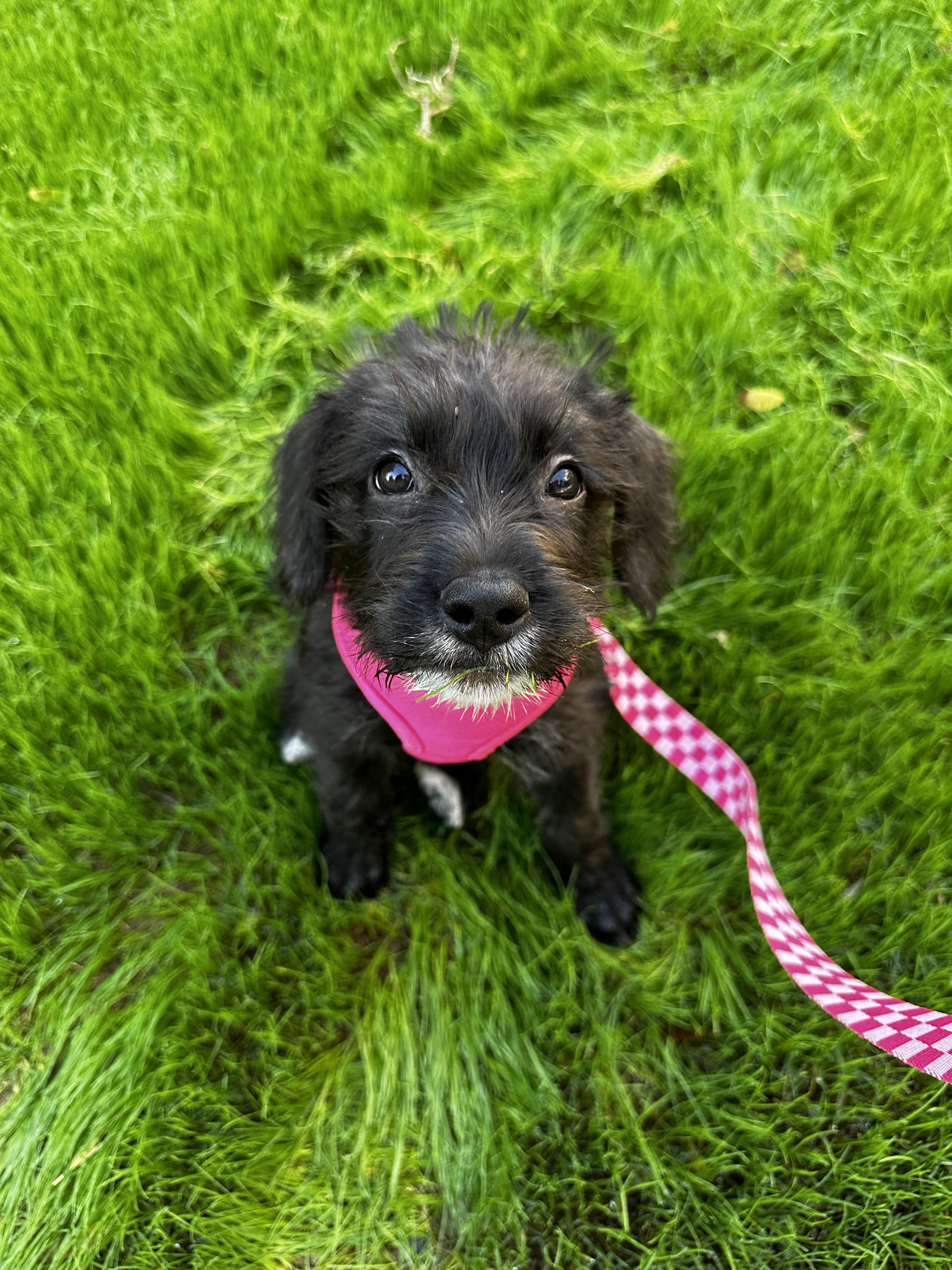 pitbull labradoodle mix