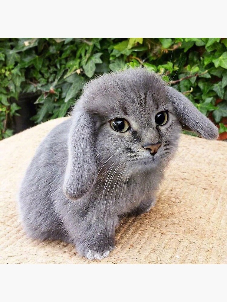 cat and bunny mix