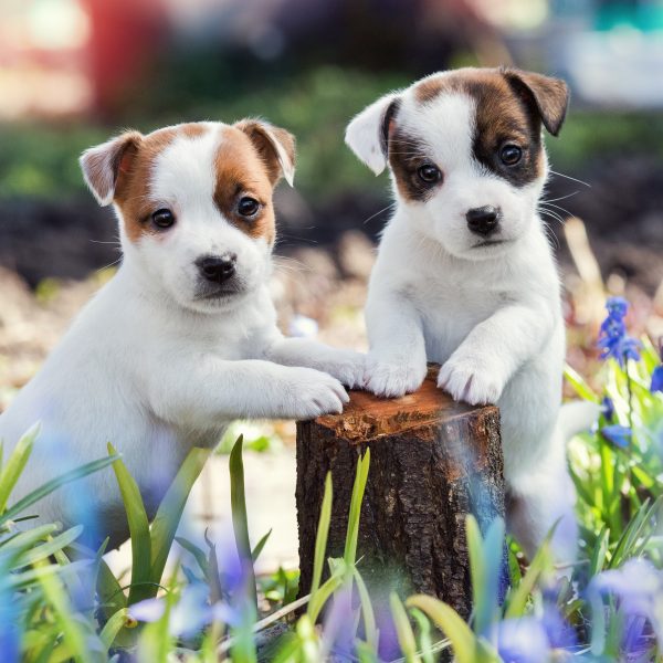 russell terrier puppies california