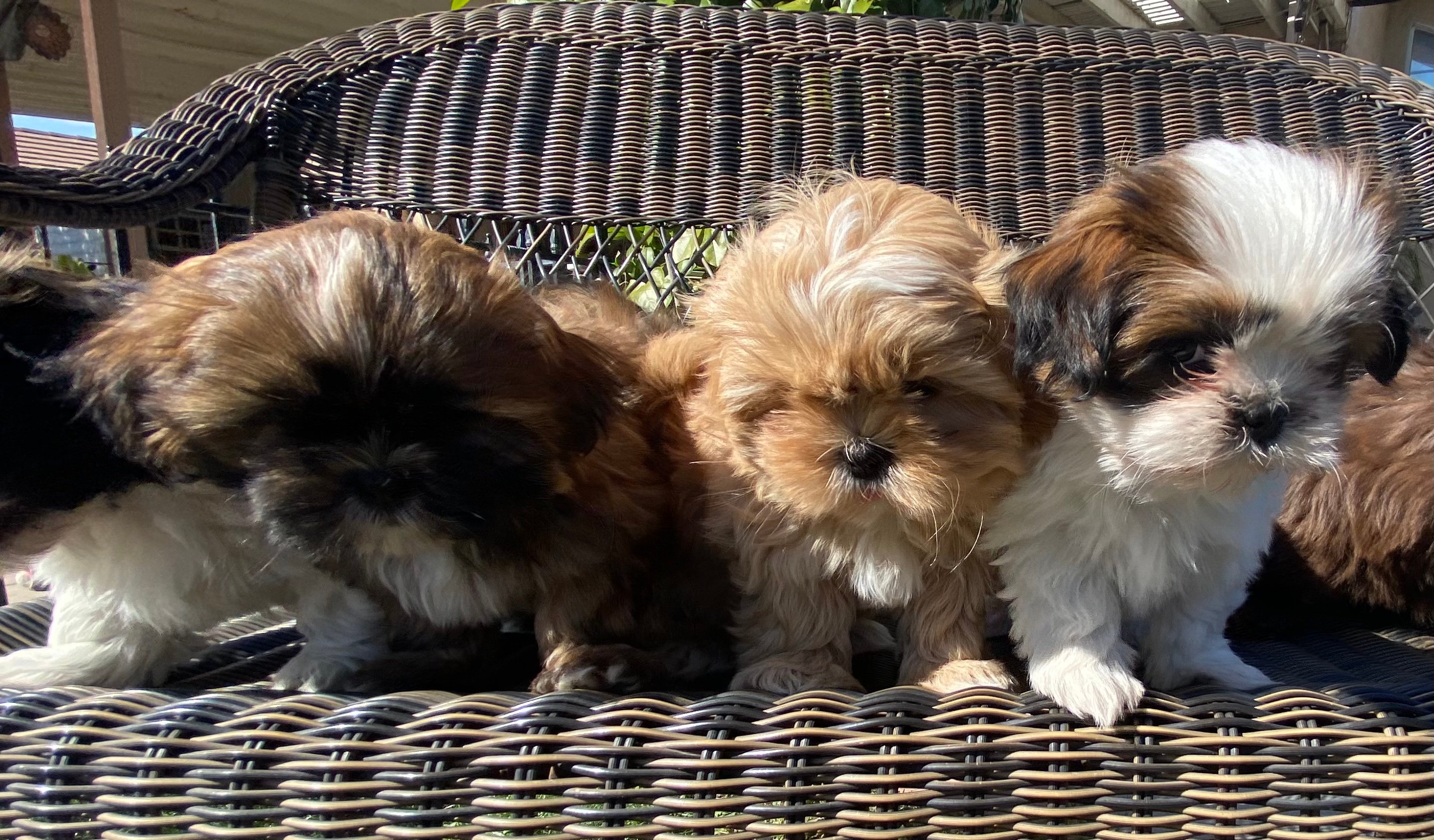 shih tzu for sale california