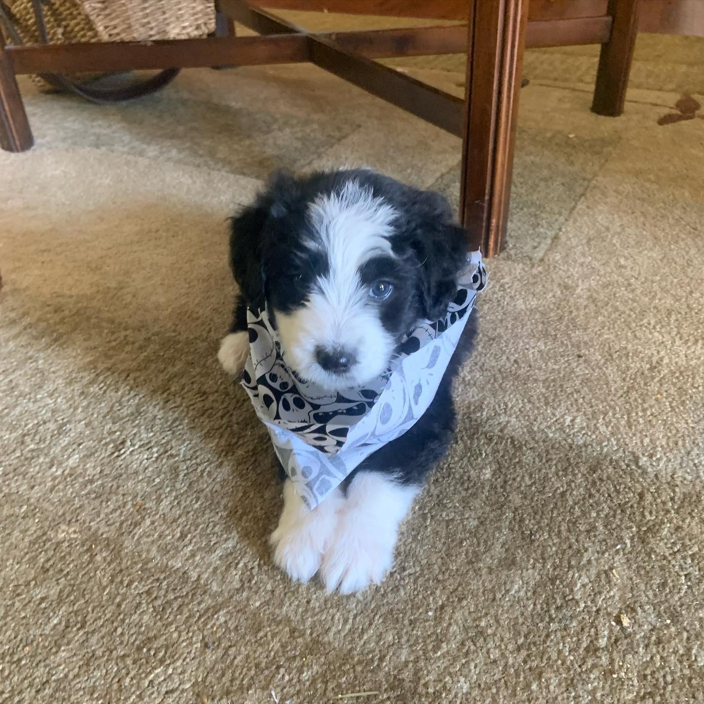 labradoodle beagle mix
