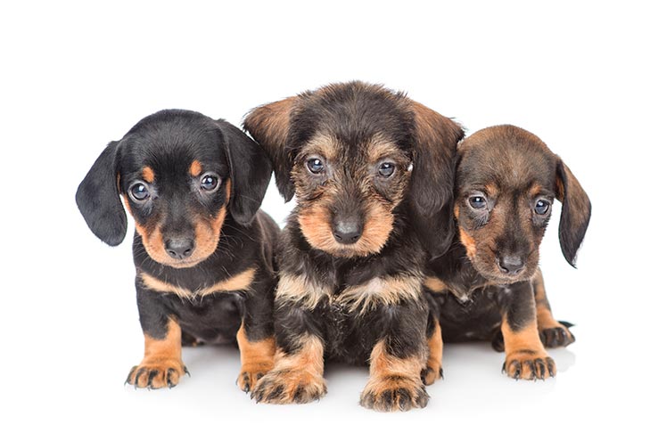 dachshund puppies illinois