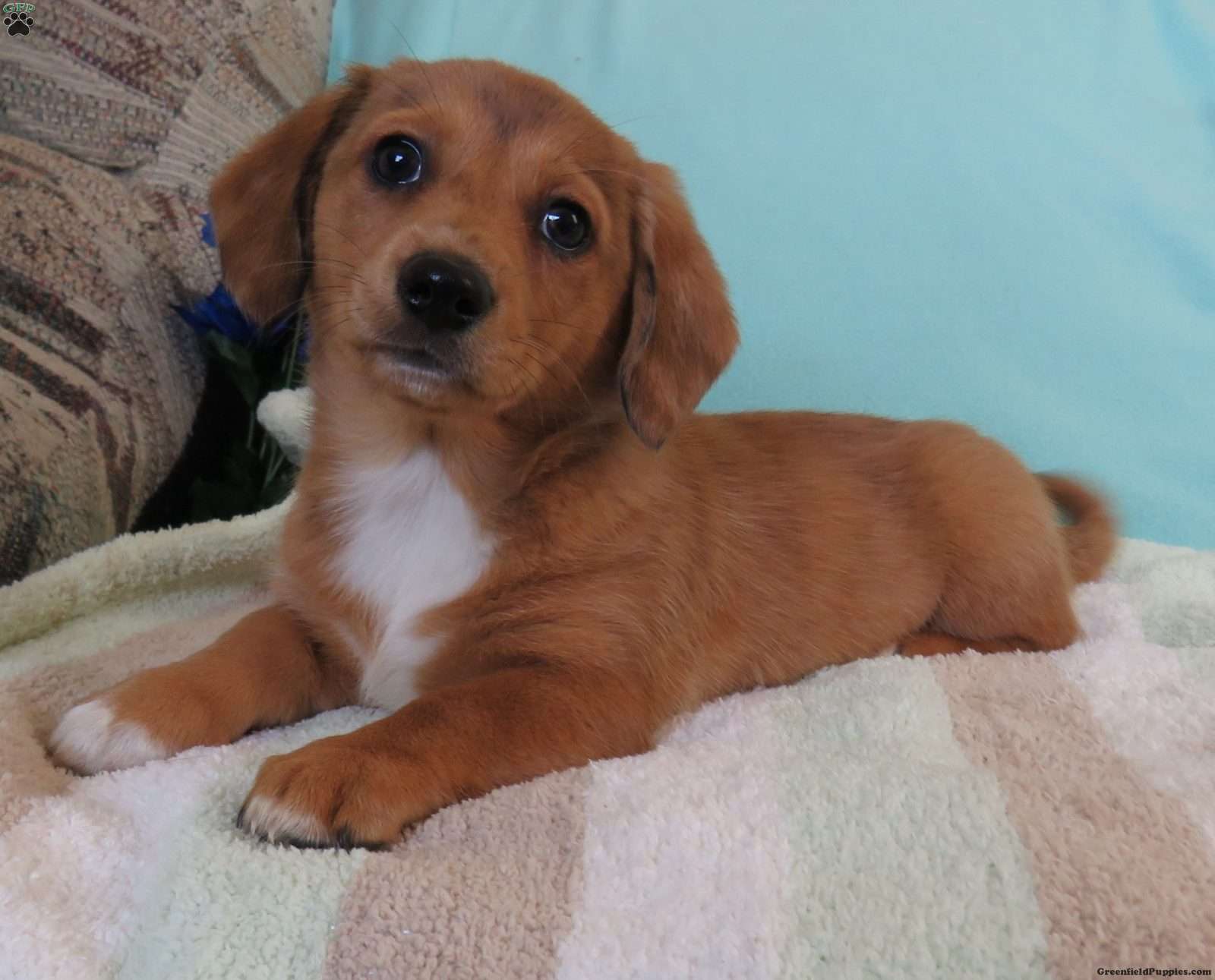 dachshund corgi mix puppies