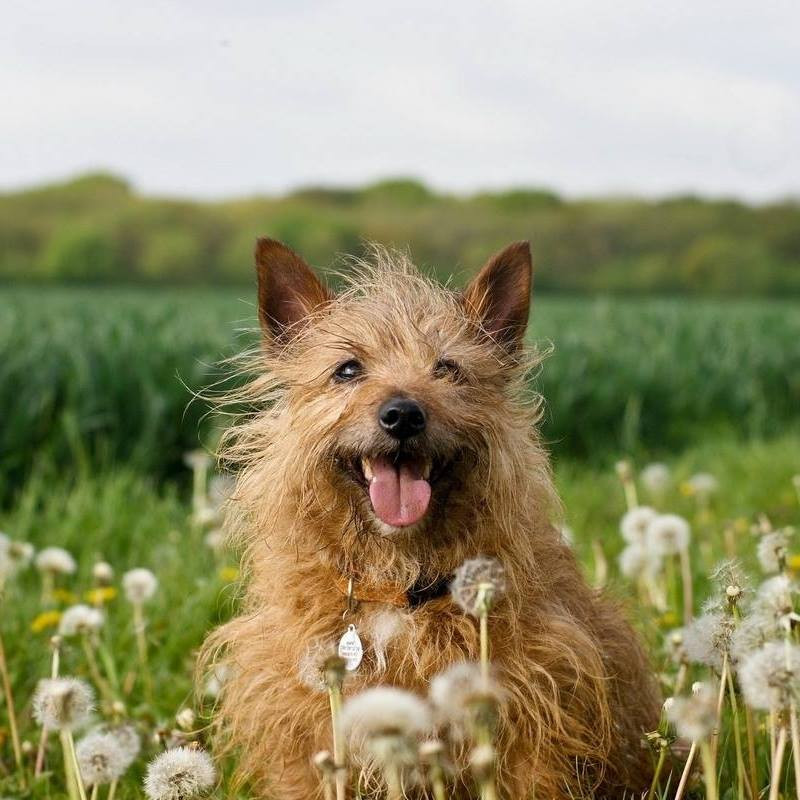 australian terrier for adoption