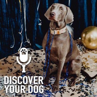discover your dog