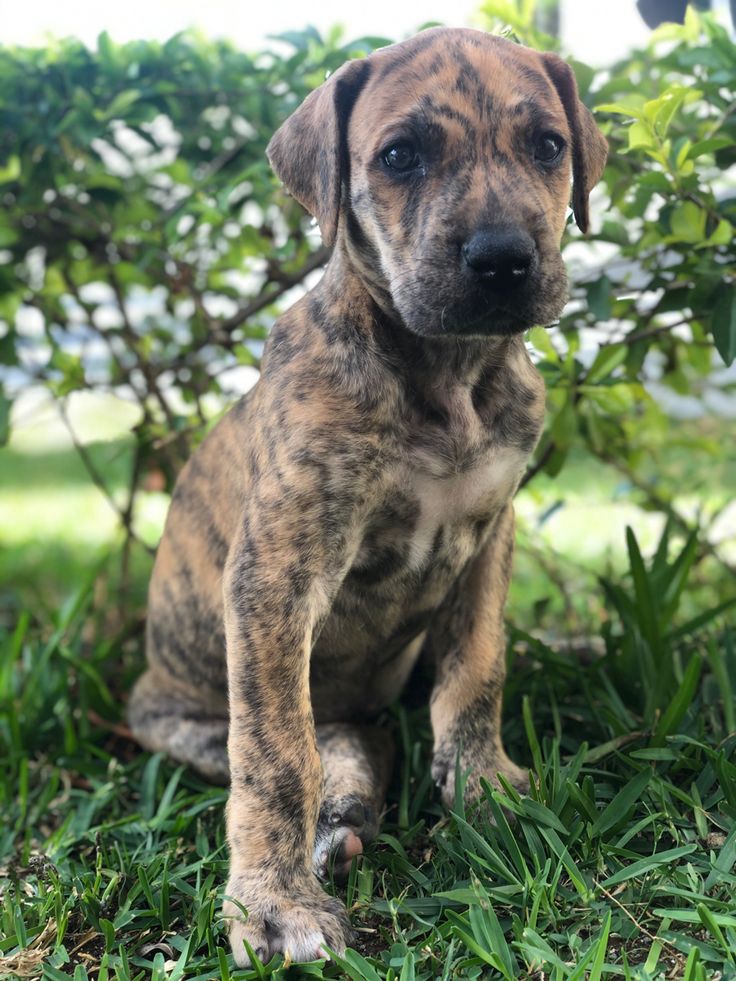 great dane brindle puppy